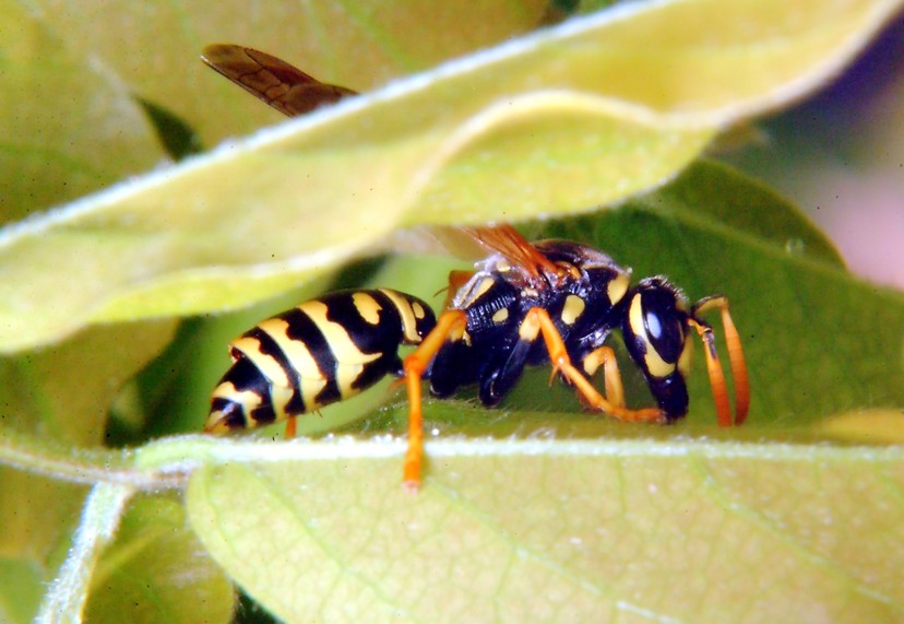 Polistes gioca a rimpiattino